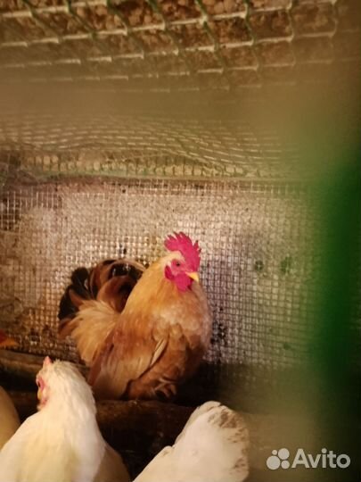 Яйцо инкубац. Породн. кур