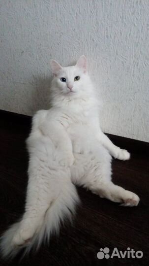 Красавец Тишка ищет дом