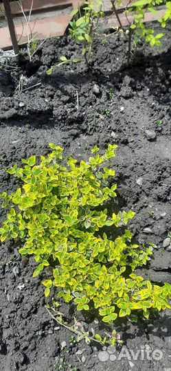 Бересклет Форчуна