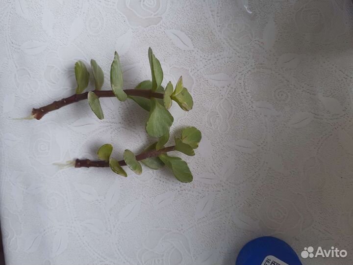 Красула овата варьегатная