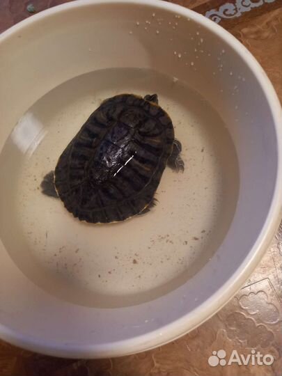 Красноухая черепаха