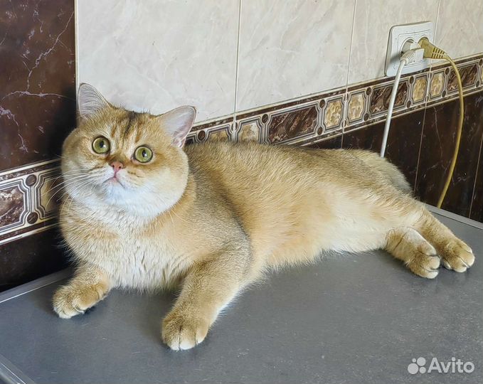 Британский кот на вязку