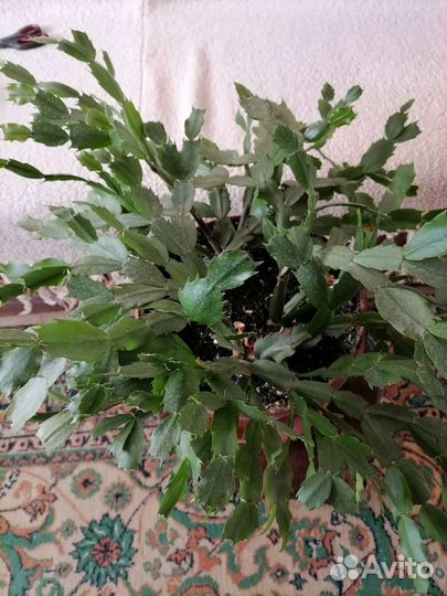 Комнатные цветы,декабрист,фиалка