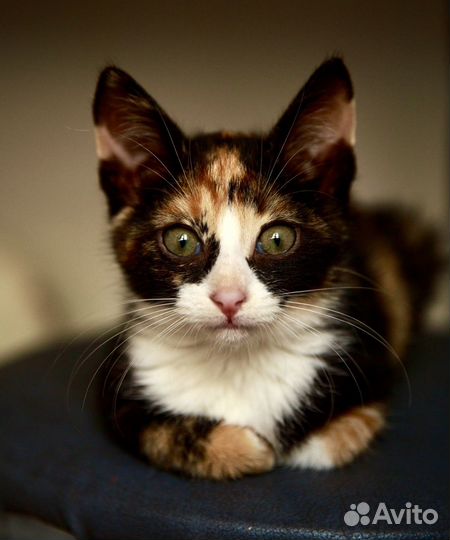 Трехцветный котёнок девочка