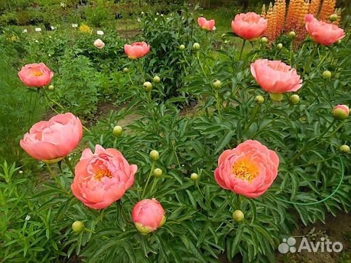 Пион корал Чарм