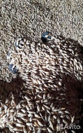 Фуражный горох, Горох корма