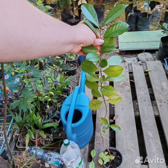 Кетли экзотика