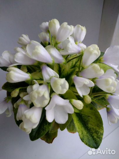 Фиалки мини и полумини