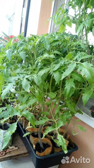 Помидоры рассада сорт домашний