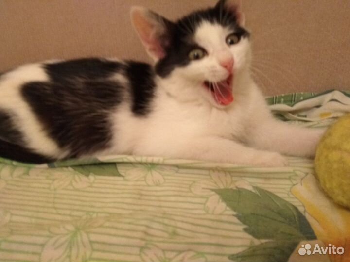 Котенок