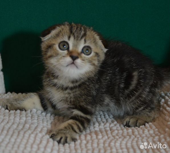 Вислоухая девочка