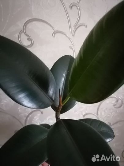 Фикусы сортовые