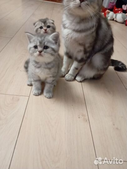 Шотландская