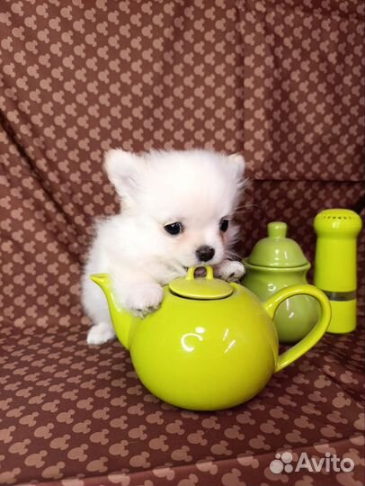 Щенки чихуахуа длинношерстные мини