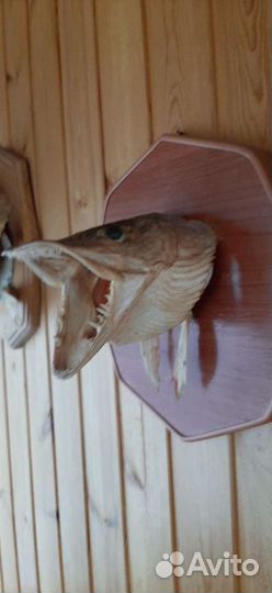 Чучело щуки