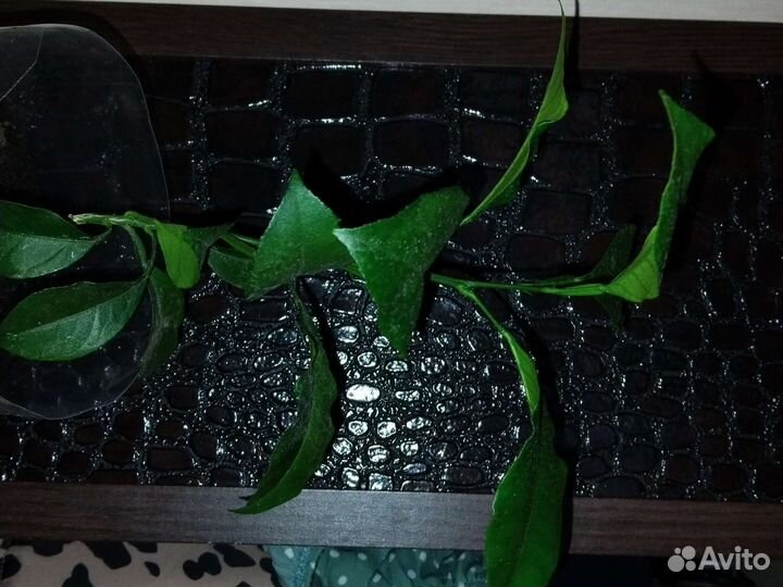 Саженец лимона