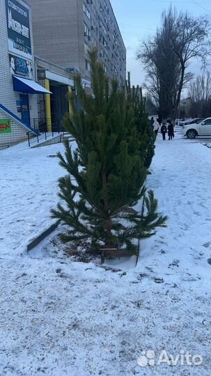 Живые ели и сосны