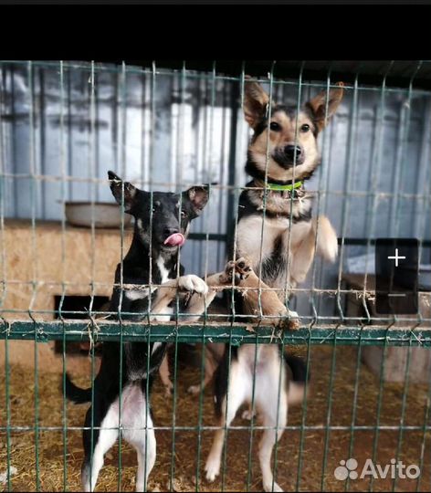 Молоденькая собачка