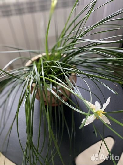 Зефирантес белый