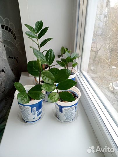 Замиокулькас молодой комнатное растение