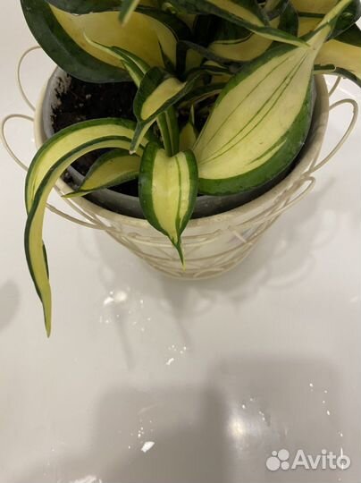 Сансевиерия Голден Венди