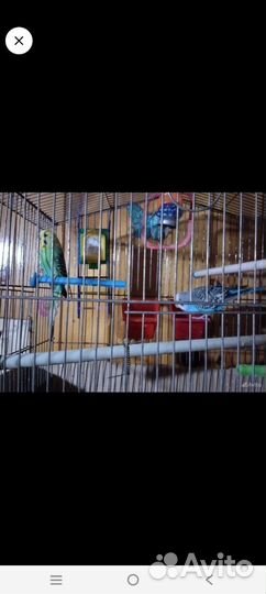 Волнистые попугайчики