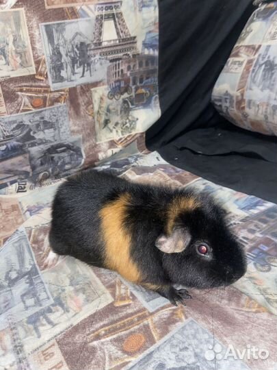 Морская свинка самец вязка