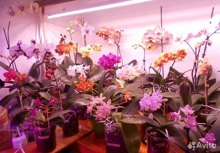 Комнатные цветы орхидеи