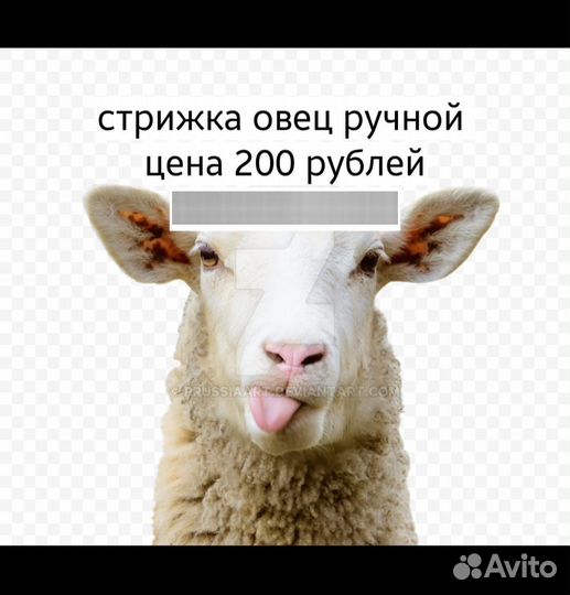 Стрижка овец