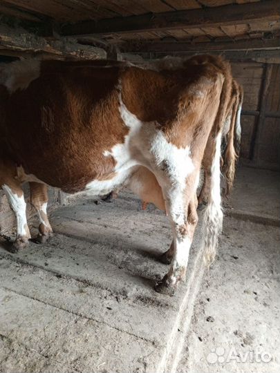 Корова высокоудойная