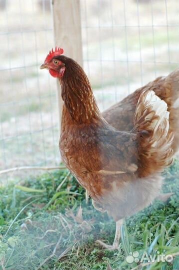 Куры молодки