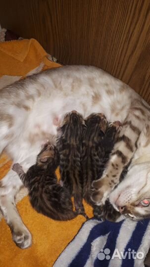 Бенгальские котята