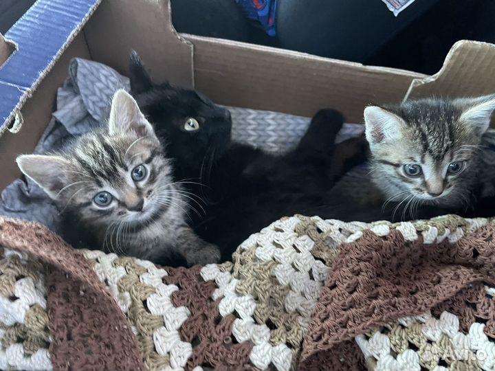 Котята в добрые руки