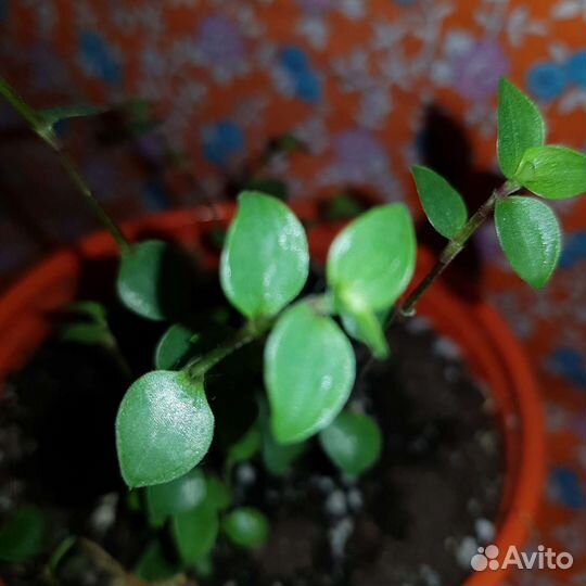 Каллизия зеленая