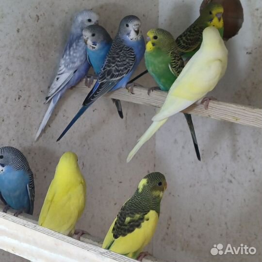 Волнистый попугай молодые только из гнезда вышли