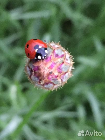 Васильки срезка,саженцы