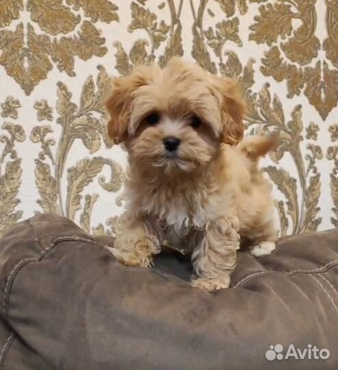 Мальтипу мини щенки ф1