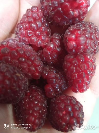 Кустарники