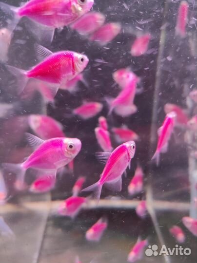 Тернеция гло