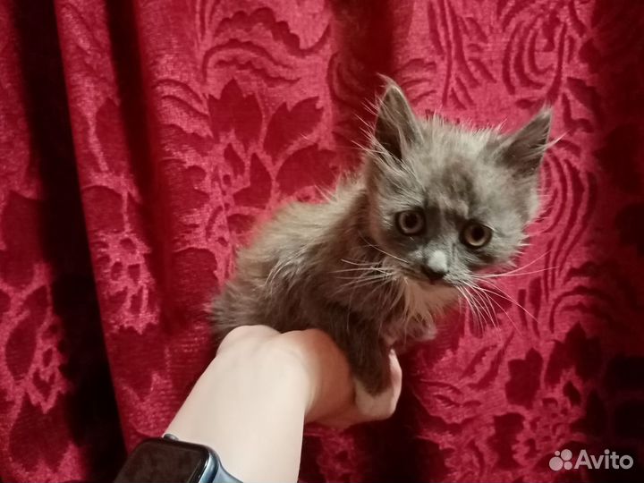 Котята в добрые руки бесплатно, они очень вас ждут