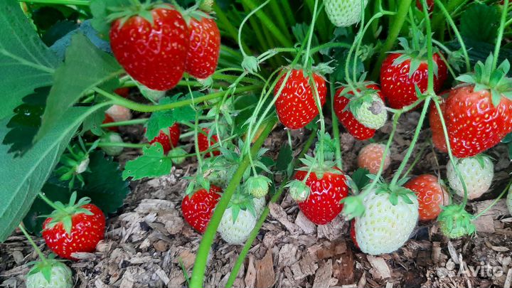 Усы клубники ремонтантной