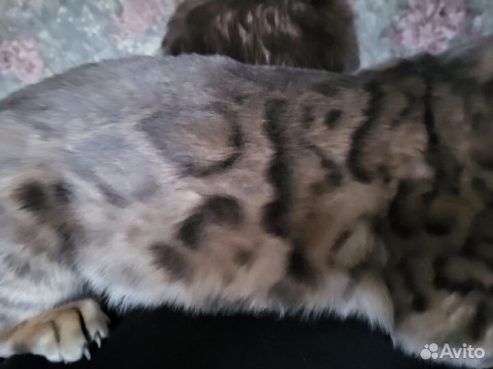 Бенгальский кот вязка