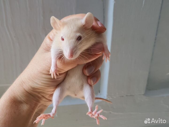 Крыса Амбер