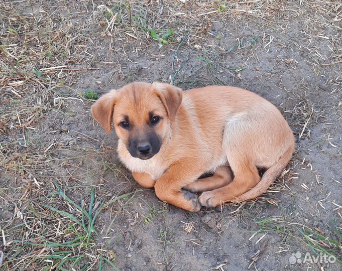 Щенок в добрые руки бесплатно