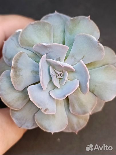 Суккуленты