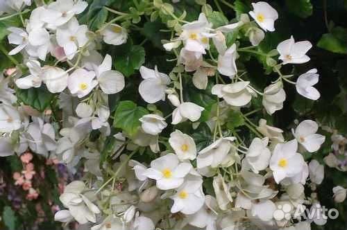 Бегония глуар де лоррен