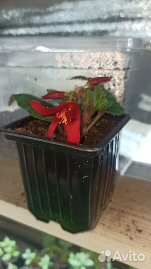 Рассада цветов эустома