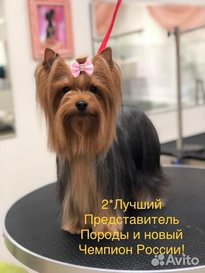 Предлагается Йорк высокопородный щенок мальчик
