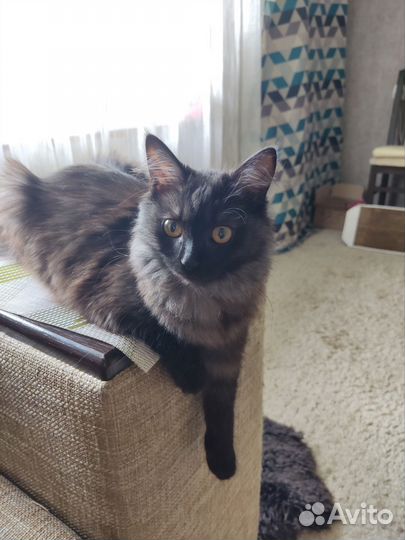 Отдам бесплатно