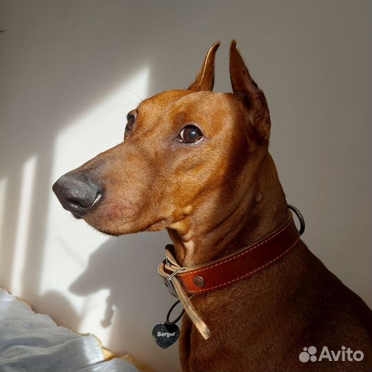 Передержка кошек в домашних условиях